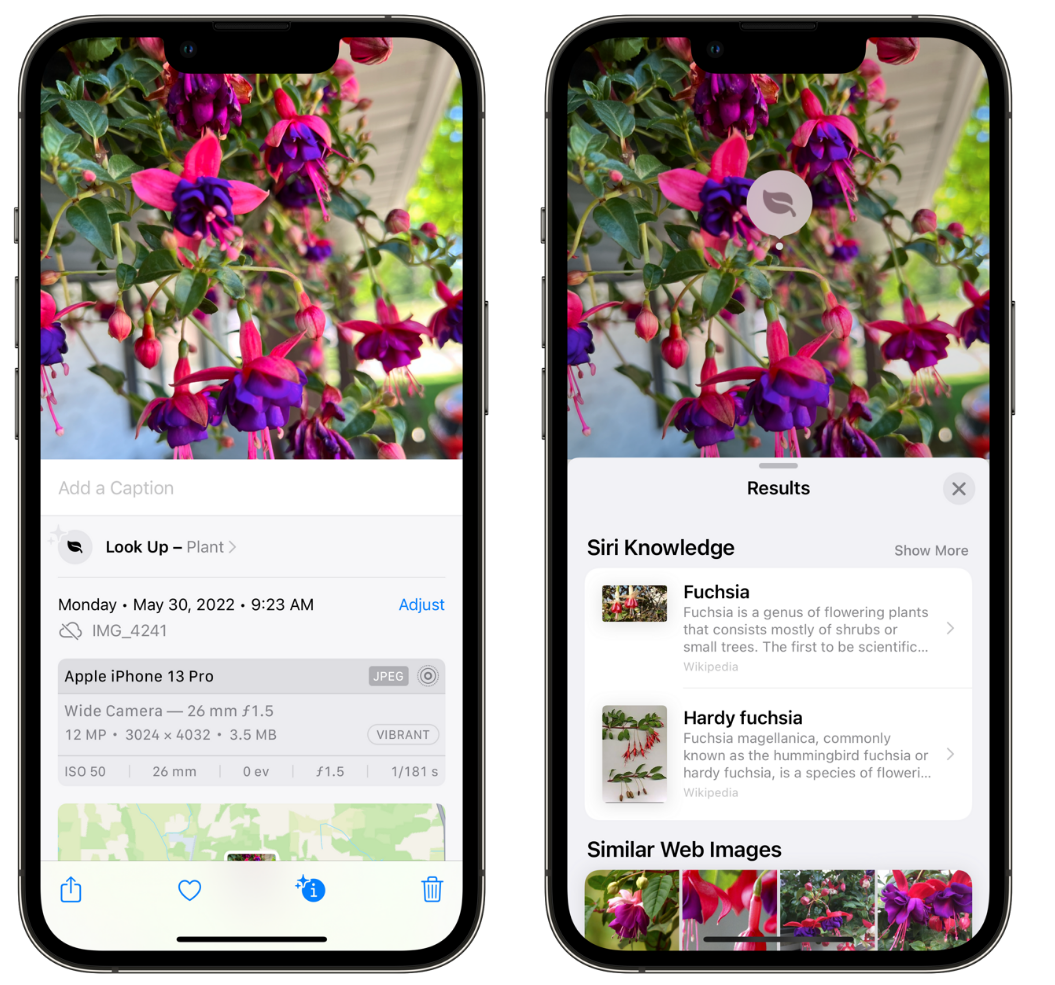 北林苹果手机维修分享小技巧：使用 iPhone 相机识别花卉植物 